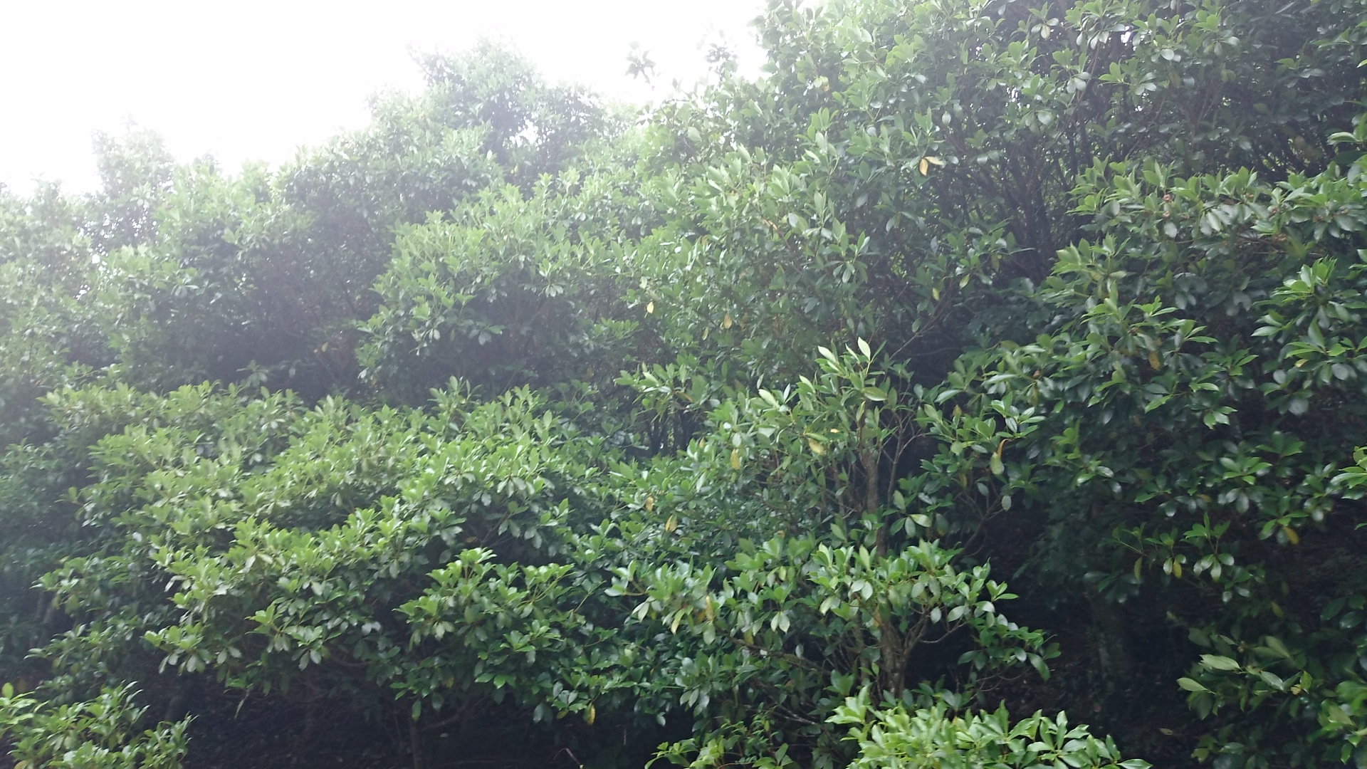 wp-1437254818784 image