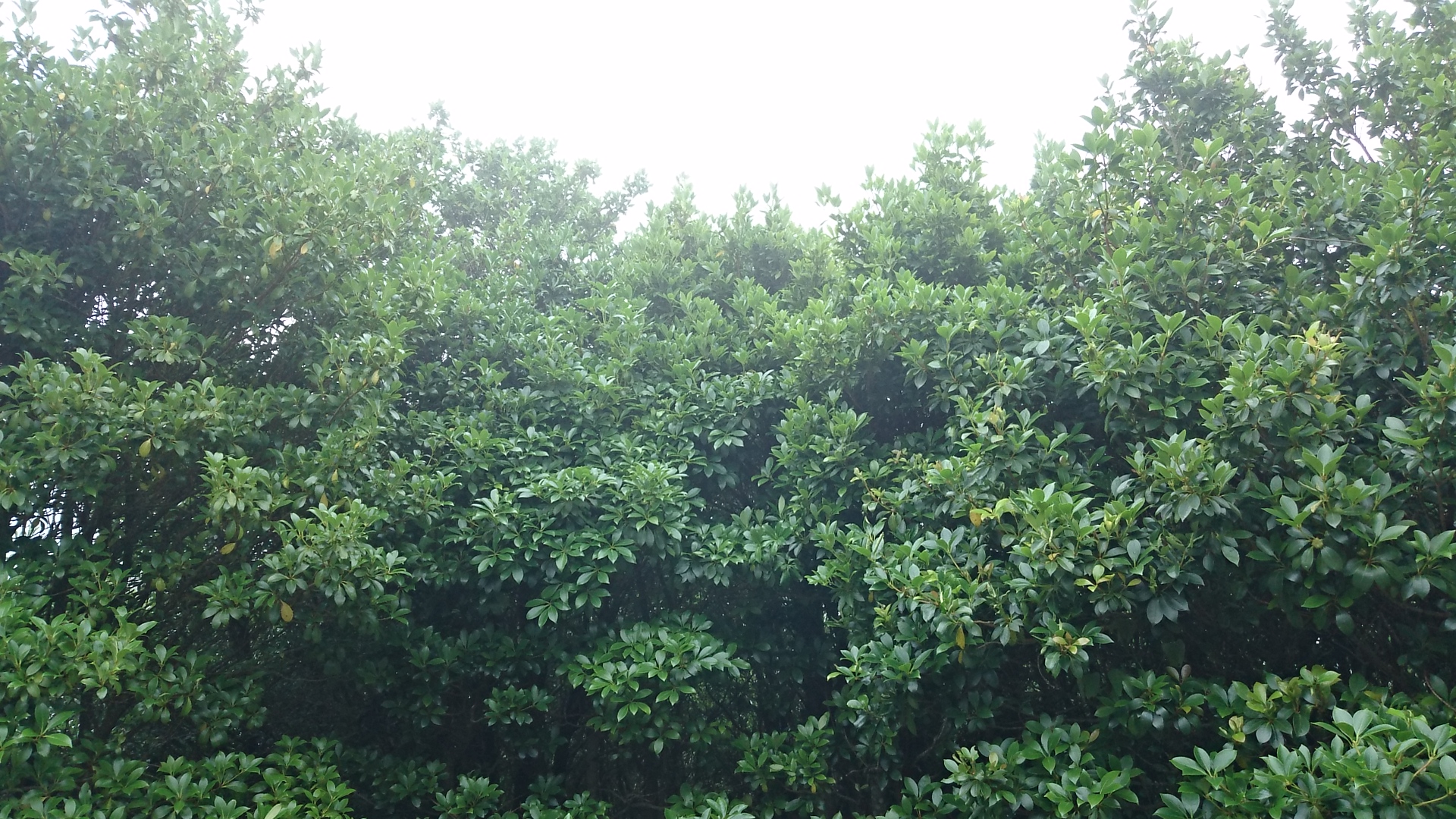 wp-1437254854414 image